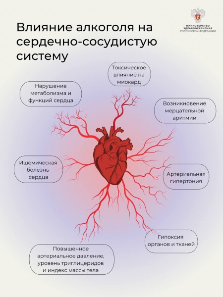 Сердечно-сосудистая система vs Алкоголь
